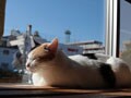 今日のねこさん；2008/11/21