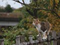 今日のねこさん；2008/11/26