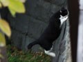 今日のねこさん；2008/11/27