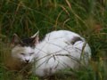 今日のねこさん；2008/11/28