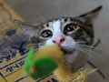 今日のねこさん；2008/12/01