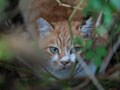 今日のねこさん；2008/12/03