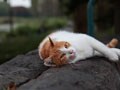 今日のねこさん；2008/12/04