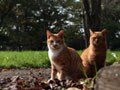 今日のねこさん；2008/12/05