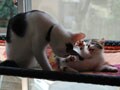 今日のねこさん；2008/12/08