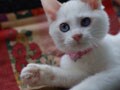 今日のねこさん；2008/12/09