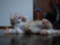 今日のねこさん；2008/12/15