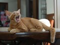 今日のねこさん；2008/12/16