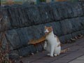 今日のねこさん；2008/12/19