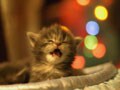 今日のねこさん；2008/12/24