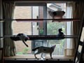 今日のねこさん；2008/12/25