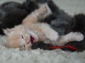 今日のねこさん；2008/12/29