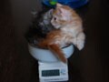 今日のねこさん；2009/01/05