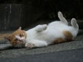 今日のねこさん；2009/01/06