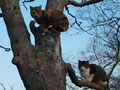 今日のねこさん；2009/01/07