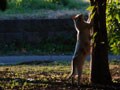 今日のねこさん；2009/01/09