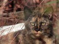 今日のねこさん；2009/01/12
