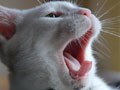 今日のねこさん；2009/01/14