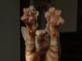 今日のねこさん；2009/01/15