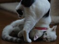 今日のねこさん；2009/01/16