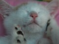今日のねこさん；2009/01/19