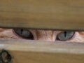 今日のねこさん；2009/01/20