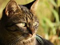 今日のねこさん；2009/01/21