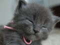 今日のねこさん；2009/01/22