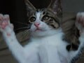 今日のねこさん；2009/01/23