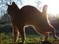 今日のねこさん；2009/01/26