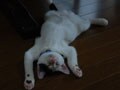 今日のねこさん；2009/01/27