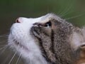 今日のねこさん；2009/02/02