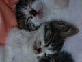 今日のねこさん；2009/02/06