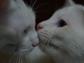 今日のねこさん；2009/02/13