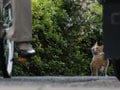 今日のねこさん；2009/02/16