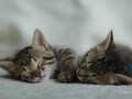 今日のねこさん；2009/02/23