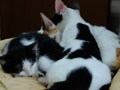 今日のねこさん；2009/05/06