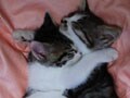 今日のねこさん；2009/05/07