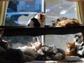 今日のねこさん；2009/05/19