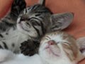 赤ちゃん猫、成長中♪