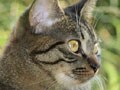 今日のねこさん；2009/05/21