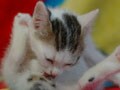 今日のねこさん；2009/05/22