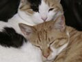 今日のねこさん；2009/05/25