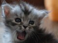 今日のねこさん；2009/05/26