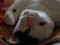 今日のねこさん；2009/05/27