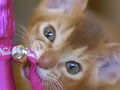 今日のねこさん；2009/05/28