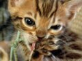 今日のねこさん；2009/05/29