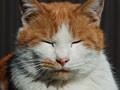 今日のねこさん；2009/06/01