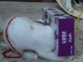 今日のねこさん；2009/06/02