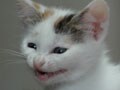 今日のねこさん；2009/06/03